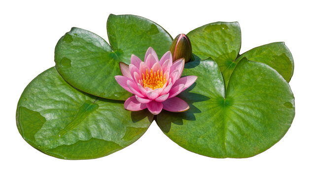 Pink water lily flower and bud on green lily pads, isolated on transparent background