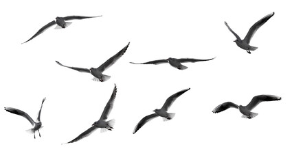 Flock of seagulls in flight wings spread, isolated on transparent background © Maria