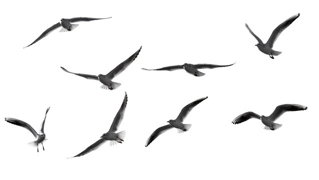 Flock of seagulls in flight wings spread, isolated on transparent background