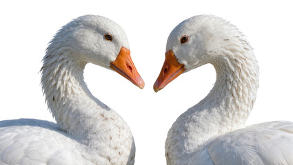 Two white geese with orange beaks facing each other, isolated on transparent background © Maria