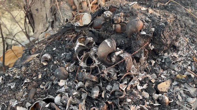 Dead Golden Apple Snails Shells on Burnt Agricultural Ground