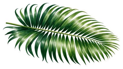Vibrant green palm frond with delicate leaves, isolated on transparent background © Maria