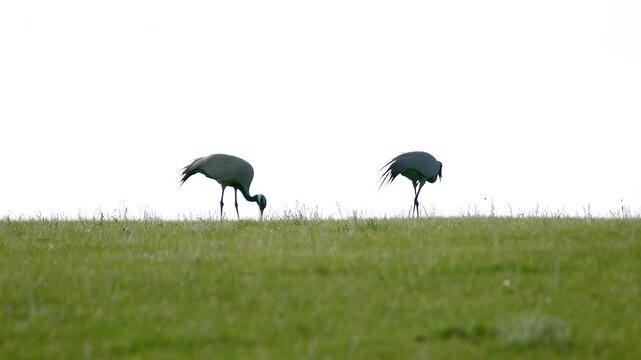 Two demoiselle cranes feeding on insects across treeless steppe in a cinematic wildlife scene.