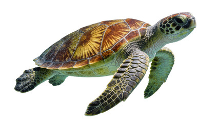 Green sea turtle with patterned shell swimming, isolated on transparent background © Maria