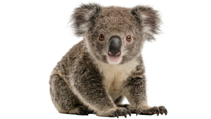 Fluffy grey koala bear sitting, isolated on transparent background © Denis