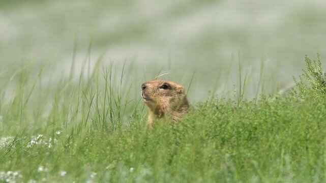 Marmot portrait rising through meadow grass during a close wildlife observation moment.