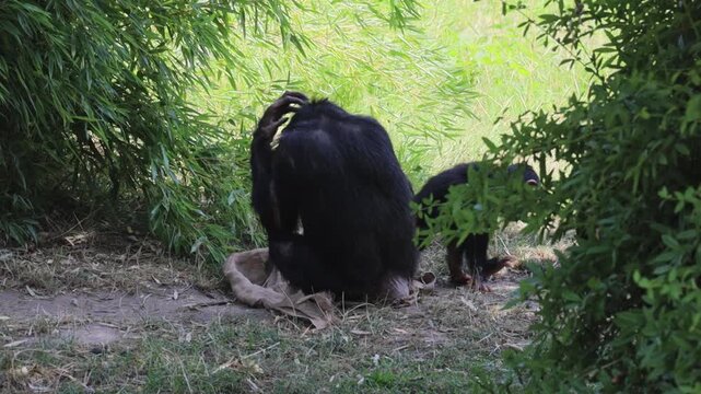 chimpanzee with two infants sitting in the forest
