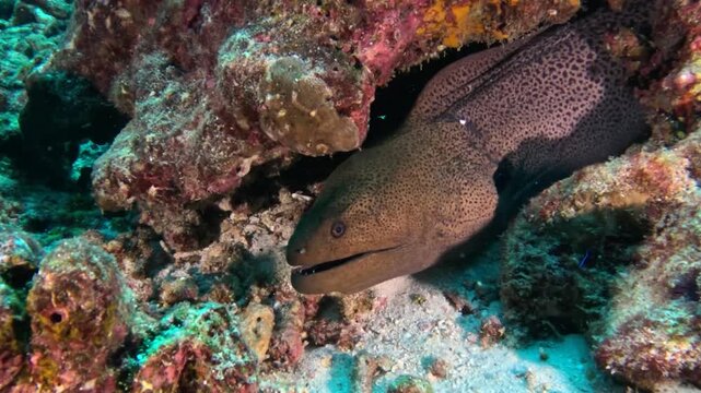 Moraine Fish hidding in the corals.