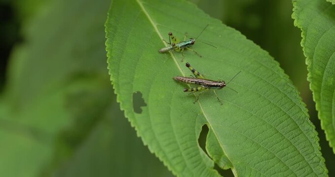 Dynamic: Tiny male Painted Grasshopper pulses before giant female; slow motion winter breeding ritual