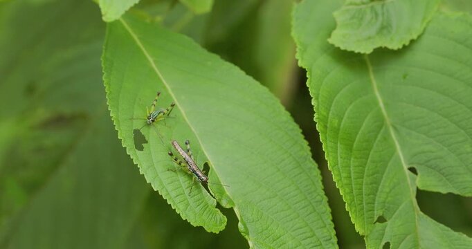 Male Painted Grasshopper displays to large female; slow motion winter courtship ritual mating dance