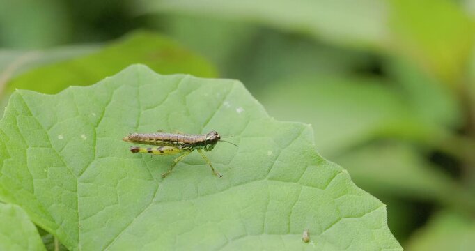 Painted Grasshopper basking on vibrant green leaf; slow motion winter dawn macro loop