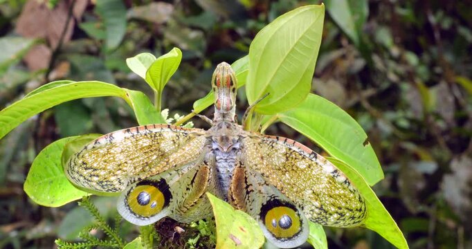 The Lantern Bug (Fulgora Laternaria, Family Fulgoridae) Spreading wings in a defensive display showing eyespots In the rainforest understory, Napo province, Ecuador.
