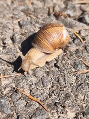 snail  © Danka