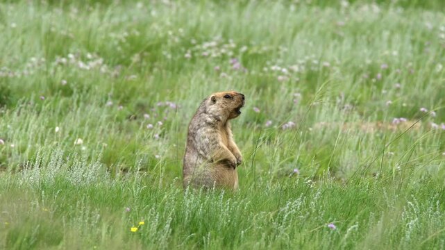 Marmot standing upright in meadow grass, calling loudly with alert posture in open habitat.