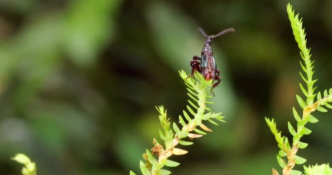 A bizarre looking beetle, family Brentidae, takes flight. On a Selaginella plant, In Napo province, Ecuador.