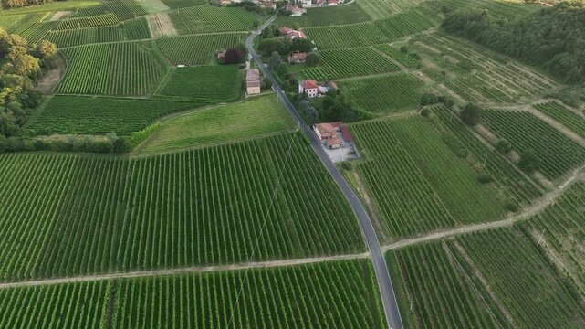 Beautiful drone overview shows green rolling vineyards near Cividale town. Rural houses and organized agricultural lines cover historic countryside during golden hour sunset light.