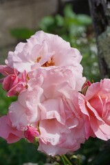 Fototapeta premium pink rose bush