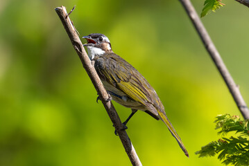 great tit parus major © 颂 郭