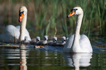 family of swans © 颂 郭