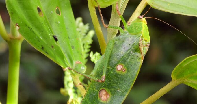 A leaf mimic katydid. Resembles a green leaf, also has imitation fungus spots making it a more convincing mimic. In tropical rainforest, Napo province, Ecuador.