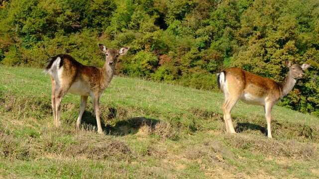 Beautiful young fallow deer walks alone on dry grassy pasture near road side. Jelenov Greben farm provides peaceful natural habitat for wild animals under bright summer sun.