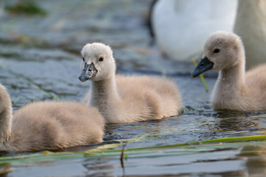 family of swans
