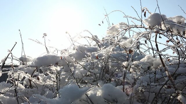 The video shows sunlight filtering through branches covered with snow. The scene takes place in a winter setting, highlighting the beauty of nature during the cold season.