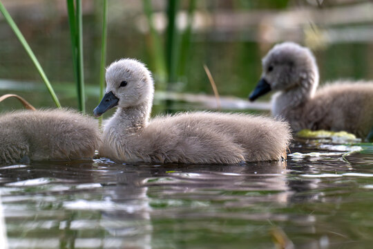 family of swans