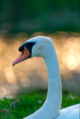 mute swan cygnus olor © 颂 郭