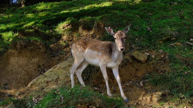 Cute young fallow deer with white spots stands on green grassy slope. Jelenov Greben eco farm offers beautiful close up views of friendly wild animals in nature.