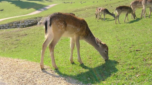 Cute young fallow deer with white spots stands on green grassy slope. Jelenov Greben eco farm offers beautiful close up views of friendly wild animals in nature.