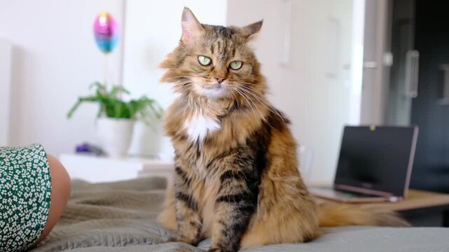 Woman offers treats to her cat, gently feeding it from her hand. Soft interaction, loving connection, warm scene filled with trust, tenderness, and everyday human-animal bond.