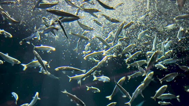 Aquaculture Concept, School Of Fish Swimming In Dark Water During Feeding Time