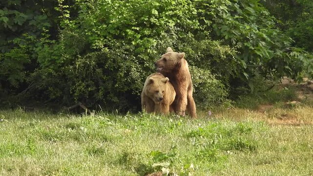 Two brown bears mating in forest habitat during rare wildlife reproductive behavior.