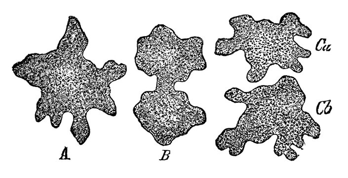 Vintage medical engraving of a dividing cytode amoeba labeled