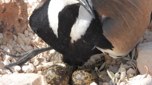 Spur winged lapwing incubates eggs in a stony ground nest within dry open habitat.