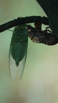 Emerald cicada exoskeleton transformation occurs on a dark forest twig as the newly emerged insect rests. Vertical static extreme close-up shot.