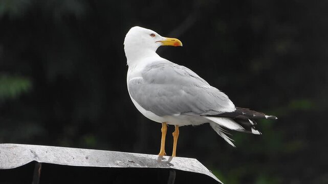 Seagull standing in rain on rooftop edge, white plumage, gray wings, yellow beak, black tail.