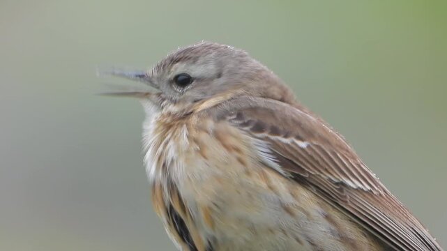 Small brown songbird singing in close portrait, buff chest and fine beak on soft background.