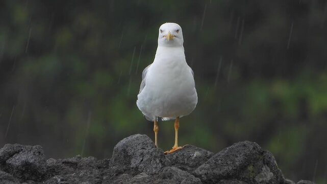 Seagull standing in rain on rooftop edge, white plumage, gray wings, yellow beak, black tail.
