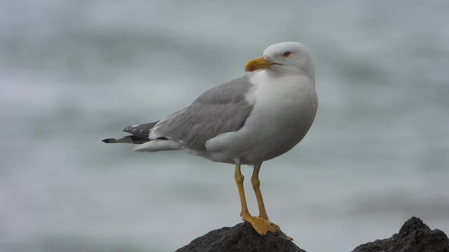 Yellow legged gull perches on wet rocks beside the sea during rainy coastal weather.