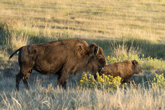 Wild American Bison on the high plains of Colorado. Mammals of North America. Bison Cow and Calf at sunrise.
