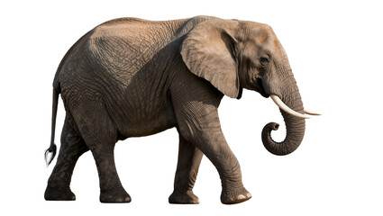 Fototapeta premium African elephant with tusks walking, isolated on transparent background