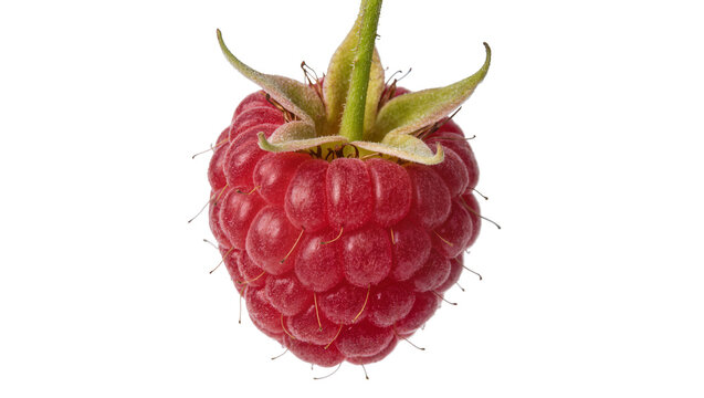 Ripe red raspberry with green sepals, isolated on transparent background