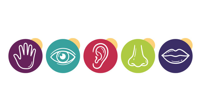 Five human senses icons representing touch, sight, hearing, smell and taste on colorful circles, perfect for educational materials, healthcare infographics and child development apps