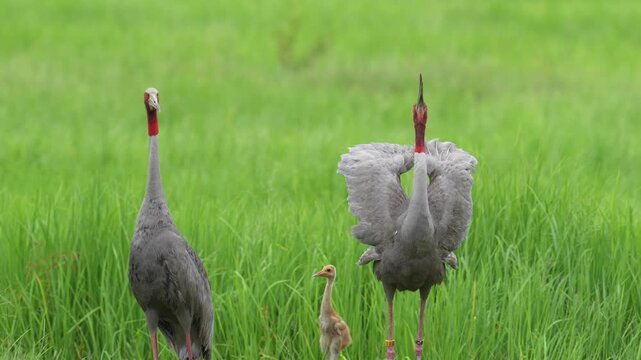 Pair of Eastern Sarus Cranes calling with chick in green wetland, Thailand