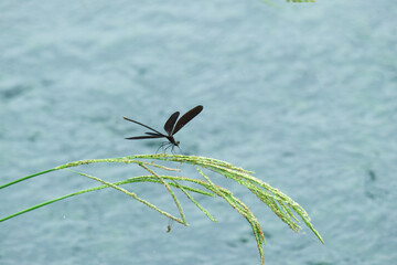 川岸の草に止まるハグロトンボ © 正行 北島