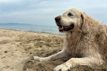 Fototapeta premium Golden Retriever Dog Sitting on Sandy Beach by the Sea, Relaxing Under Blue Sky with Calm Ocean Waves. Summer Vacation Pet Travel Concept with Copy Space. Sunbathing lying on the hot sand under the s