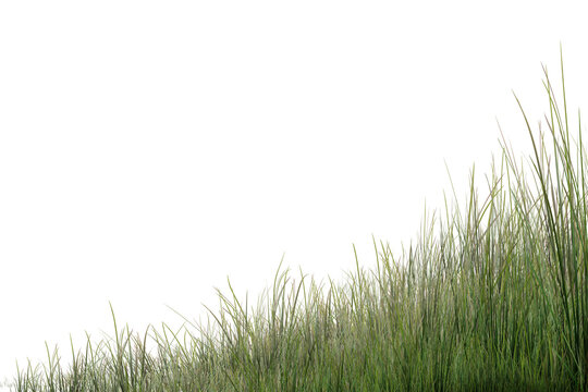 green grass isolated on white background/Sharp tall green grass isolated on a white background, ideal for nature, landscape, gardening, and design projects.