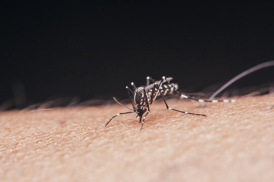 Mosquito biting skin, transmitting infectious disease